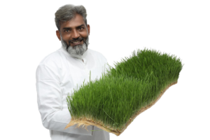 Discover how wheat grass can naturally nourish your body