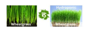 Wheatgrass Wars: Soil vs. Hydroponic Growth Methods