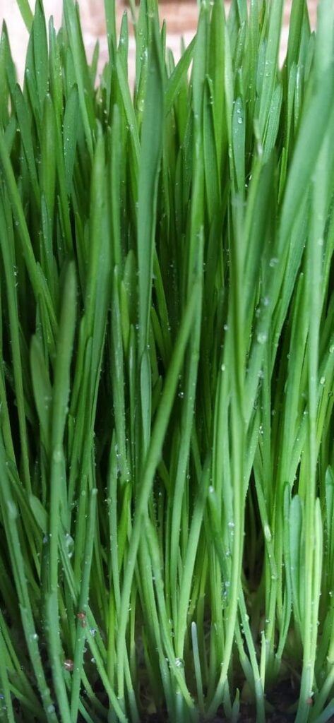 Wheat Grass: Nourish Your Body Naturally