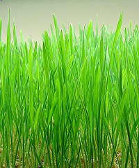 wheatgrass image1